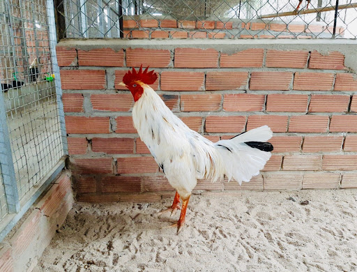 Gà bướm là một giống gà đẹp và không khó nuôi