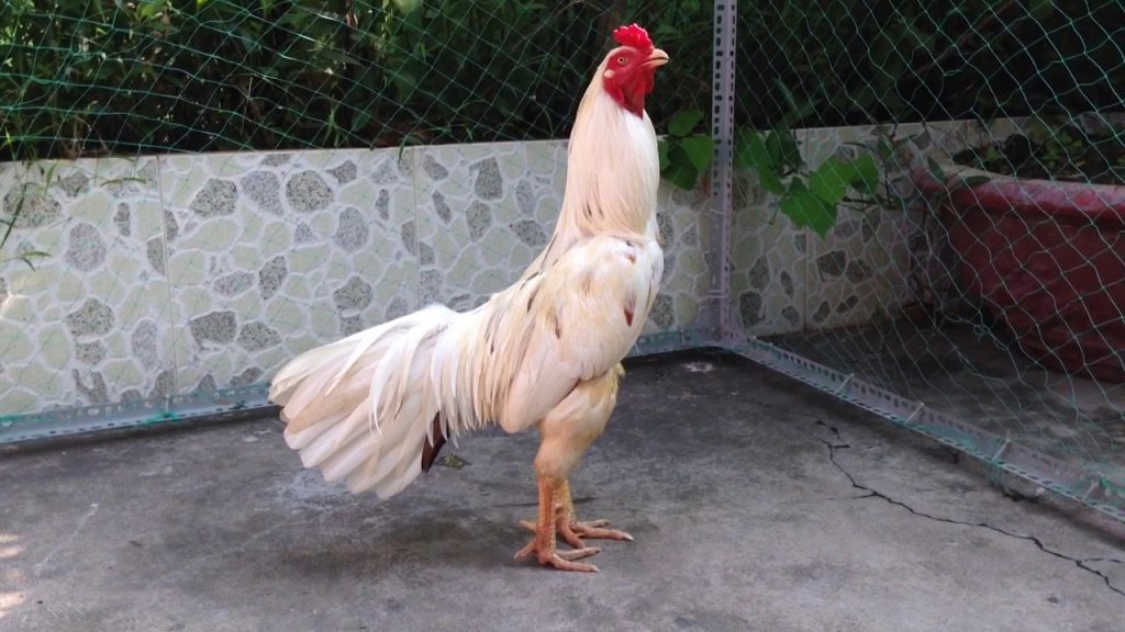 Gà bướm được cho là mang lại tài lộc cho chủ nhân
