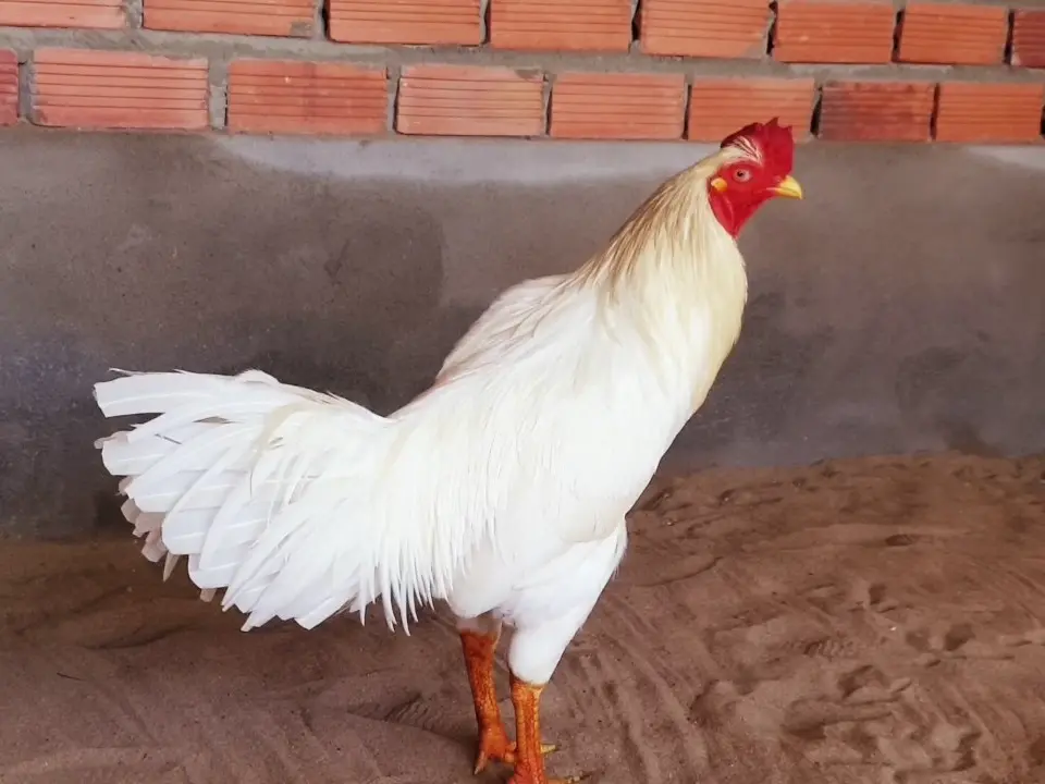 Gà bướm quý có giá khá đắt đỏ